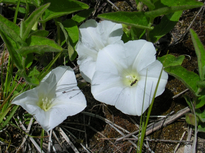 Calystegia spithamaea image