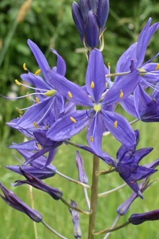 Camassia leichtlinii subsp. suksdorfii image