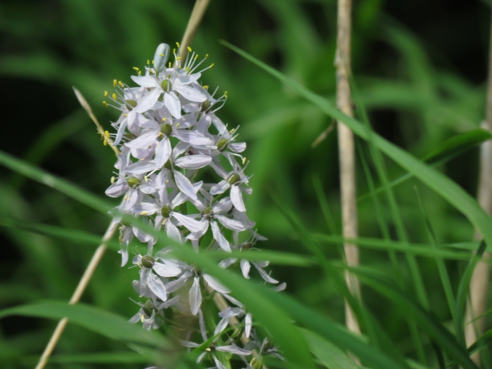 Camassia scilloides image