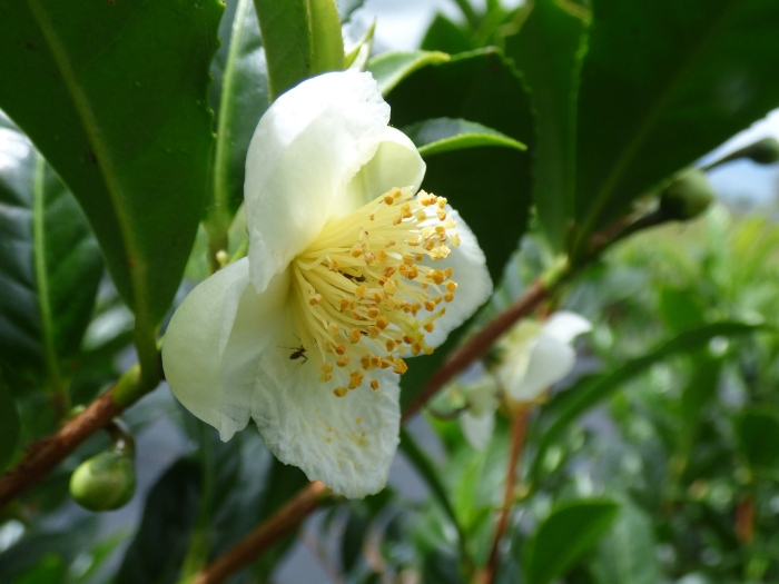 Camellia sinensis image