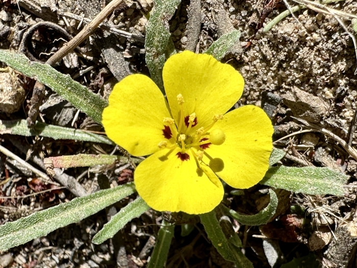 Camissoniopsis bistorta image