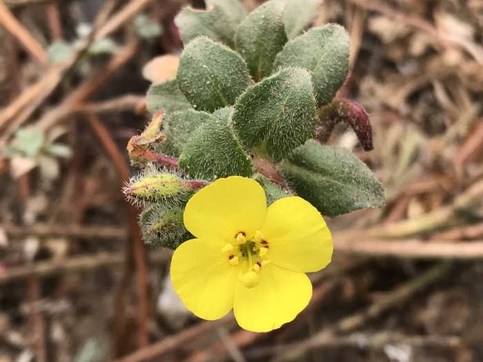 Camissoniopsis cheiranthifolia image
