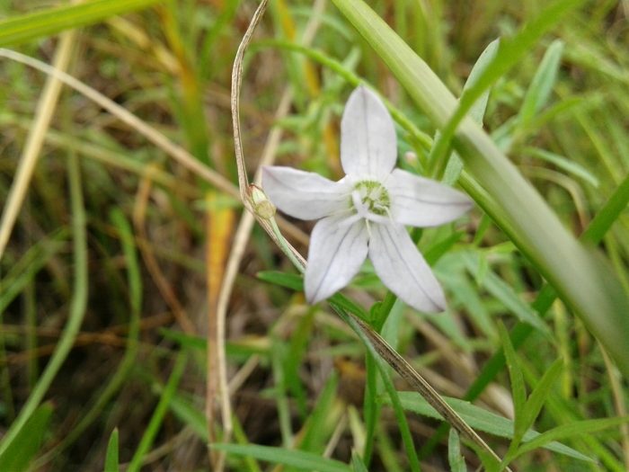 Campanula aparinoides image