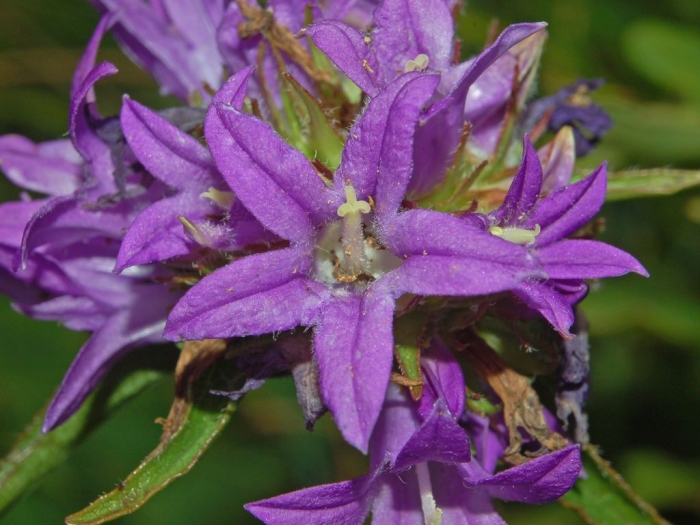 Campanula glomerata image