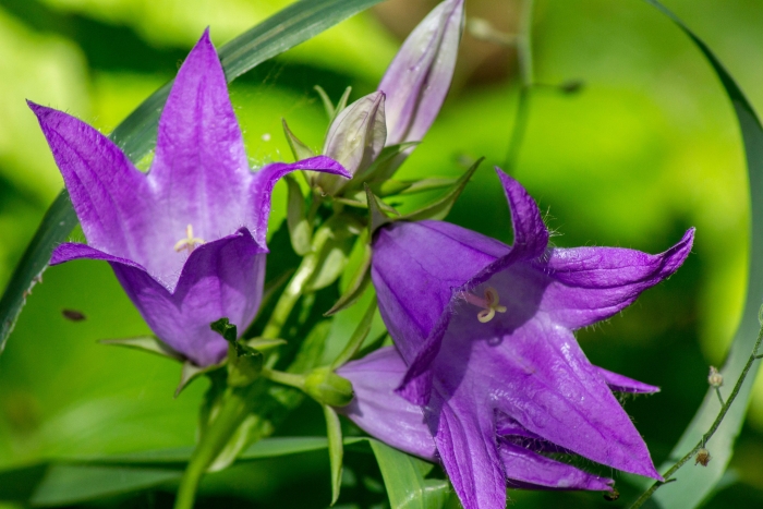 Campanula latifolia image