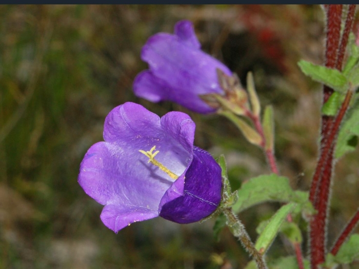 Campanula medium image