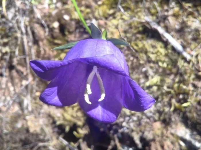 Campanula persicifolia image