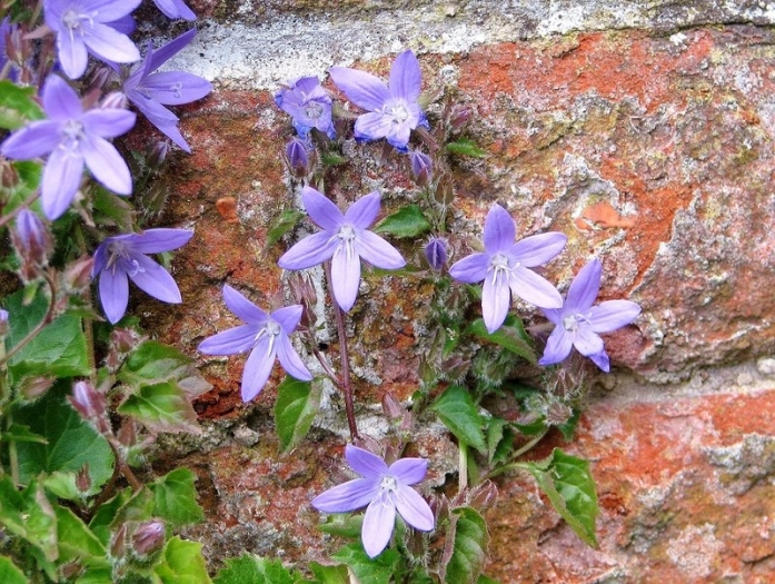 Campanula poscharskyana image
