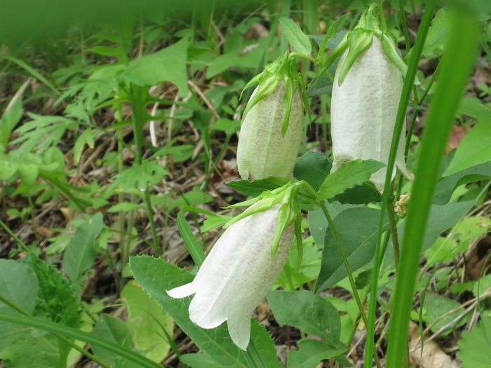 Campanula punctata image