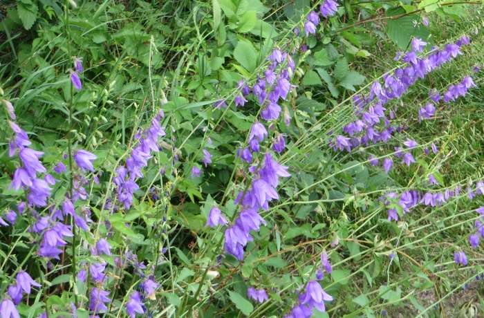 Campanula rapunculoides image