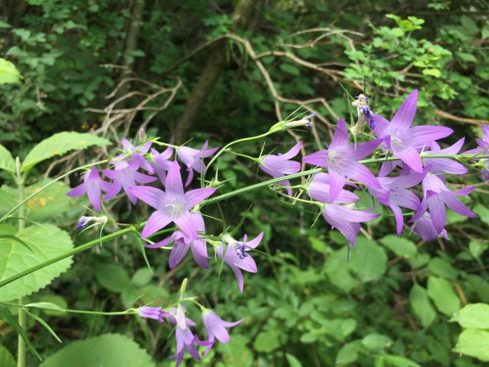 Campanula rapunculus image