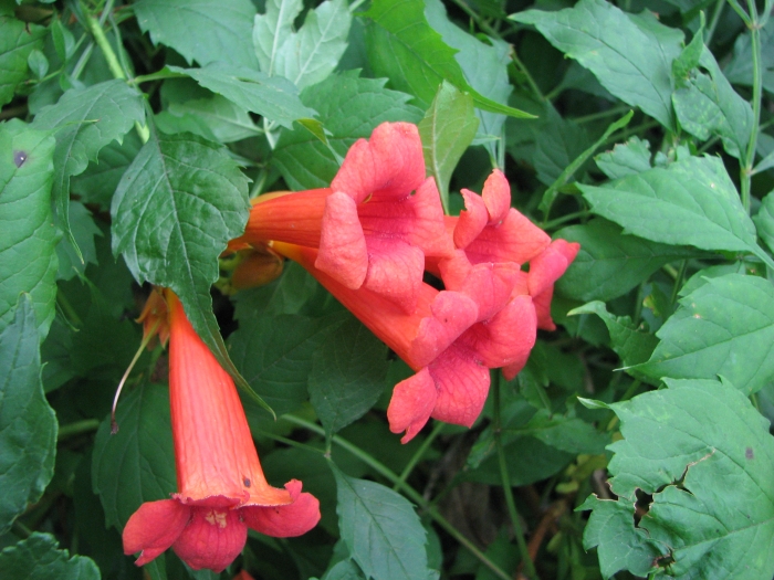 Campsis radicans image