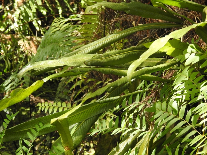 Campyloneurum phyllitidis image