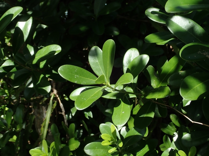 Canella winterana image