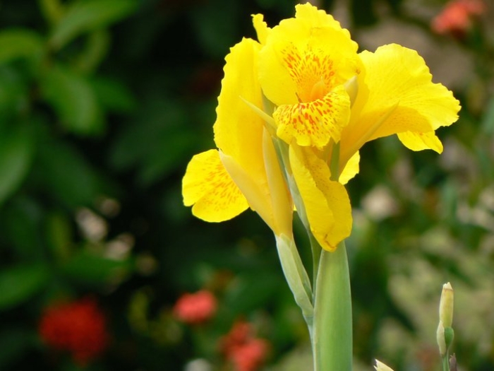 Canna flaccida image