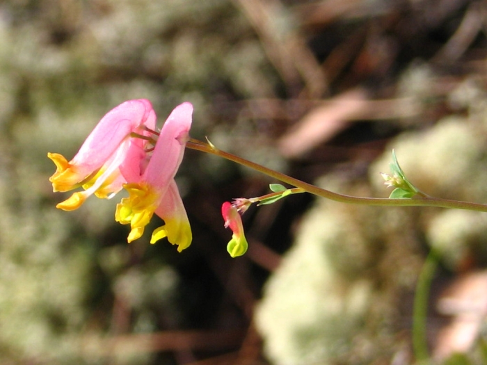 Capnoides sempervirens image