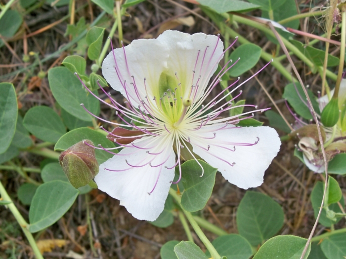 Capparis spinosa image