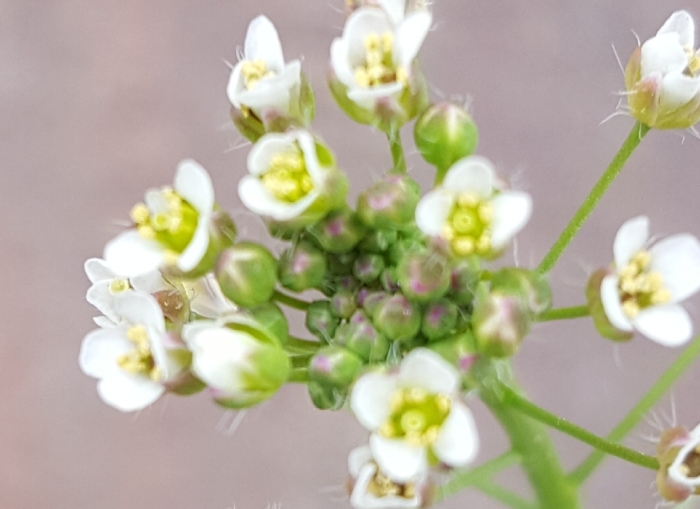 Capsella bursa-pastoris image