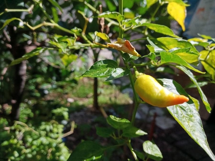 Capsicum annuum image