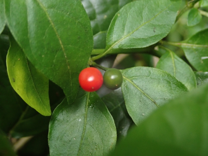 Capsicum annuum var. glabriusculum image