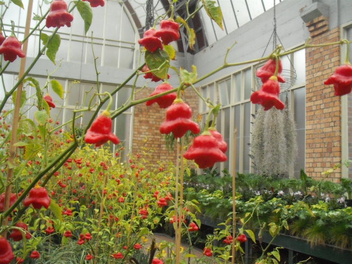 Capsicum baccatum image
