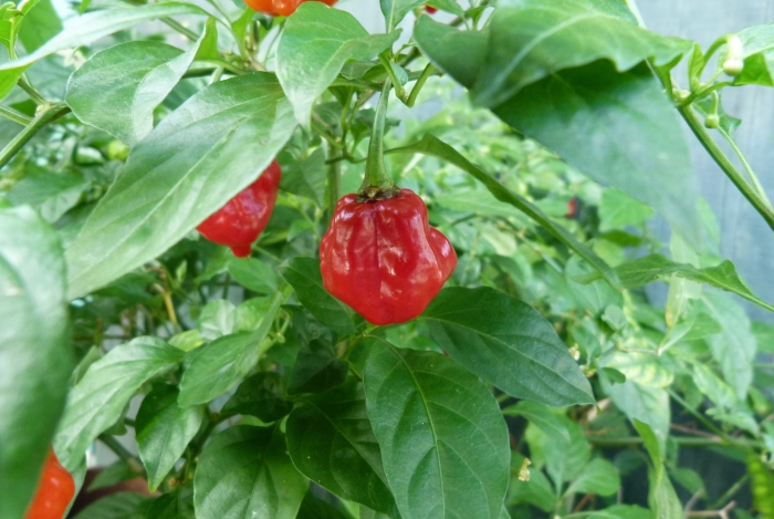 Capsicum chinense image
