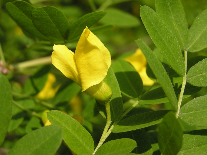 Caragana arborescens image