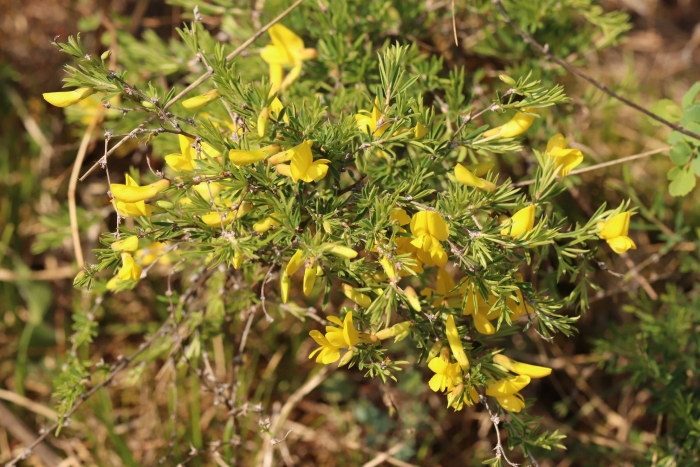 Caragana pygmaea image
