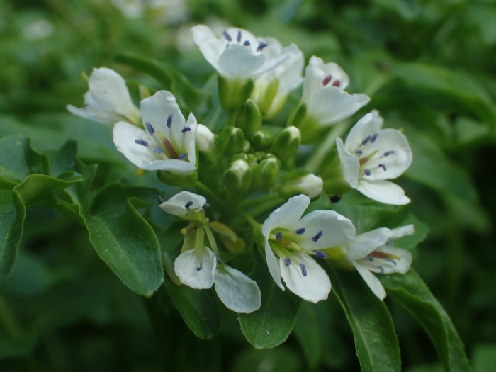 Cardamine amara image