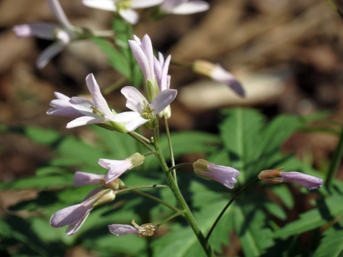 Cardamine concatenata image