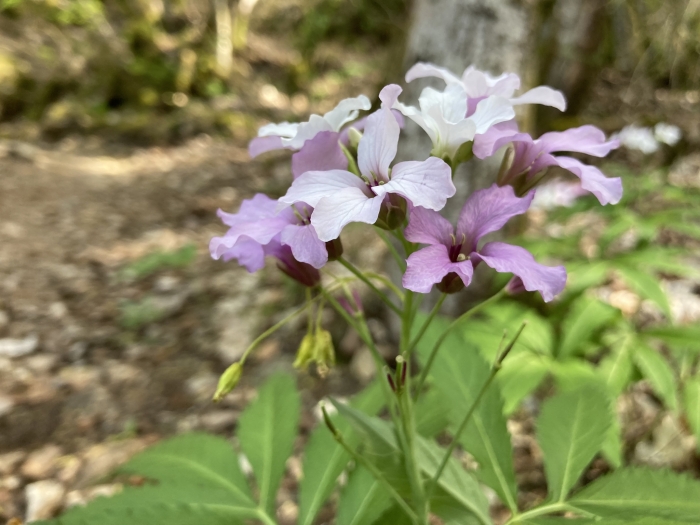 Cardamine heptaphylla image
