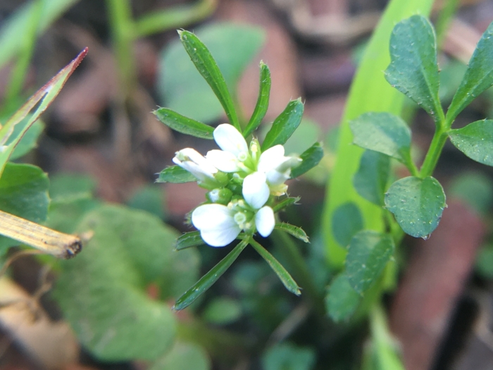 Cardamine hirsuta image