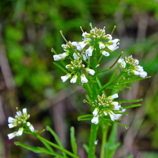 Cardamine pensylvanica image