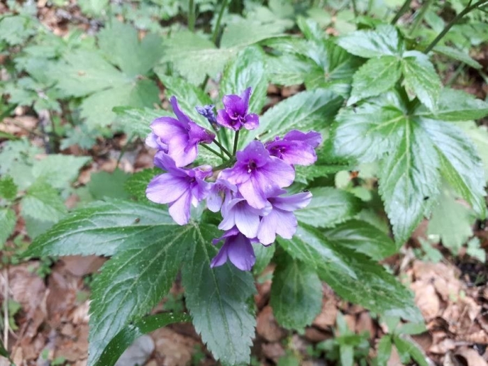 Cardamine pentaphyllos image
