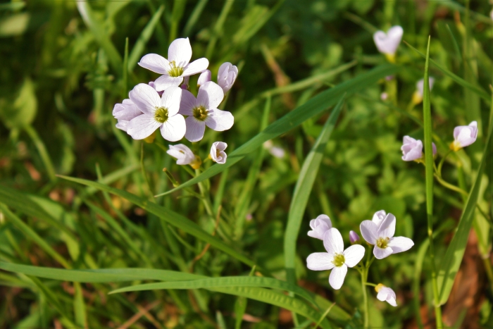 Cardamine pratensis image