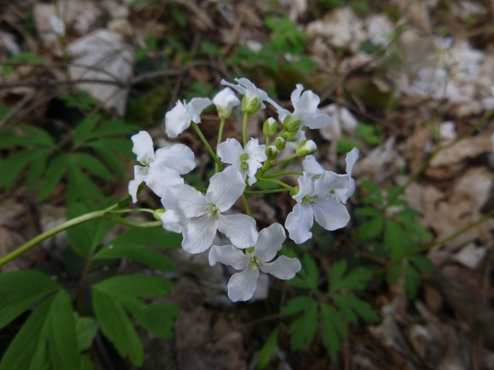 Cardamine trifolia image