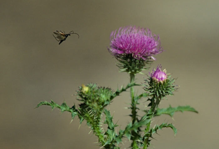 Carduus acanthoides image