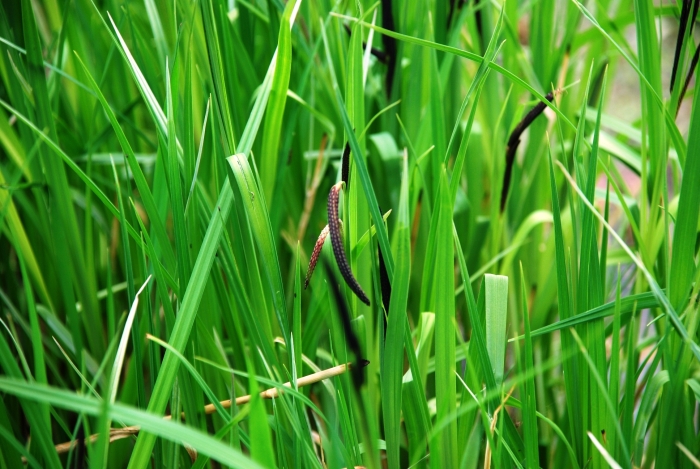 Carex acuta image