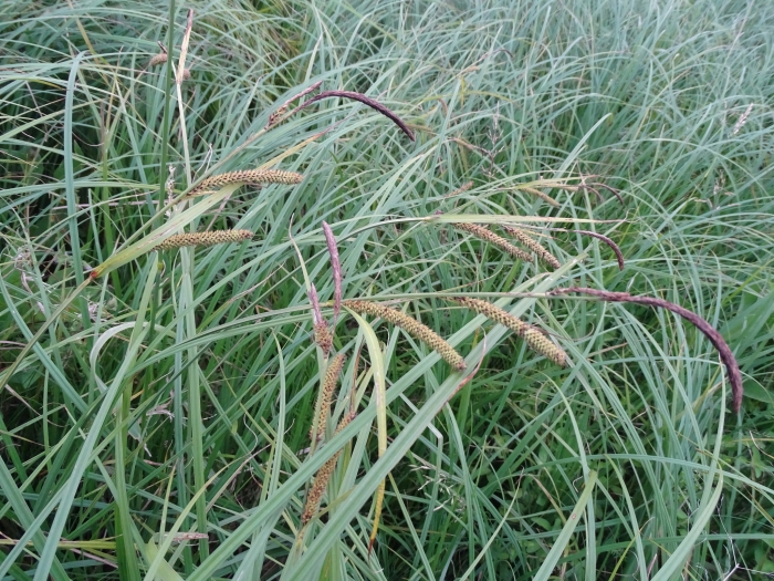 Carex acutiformis image
