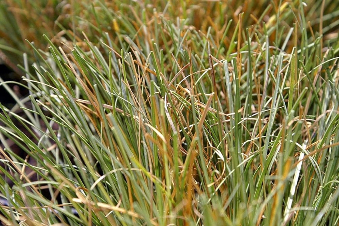 Carex albula image