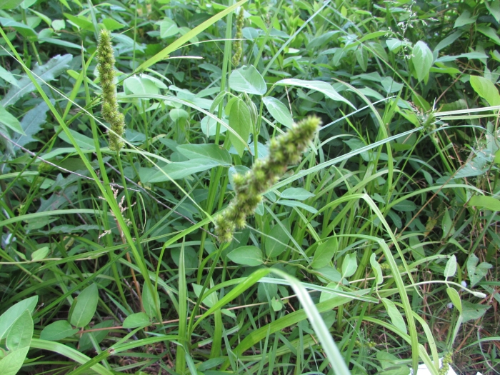 Carex annectens image