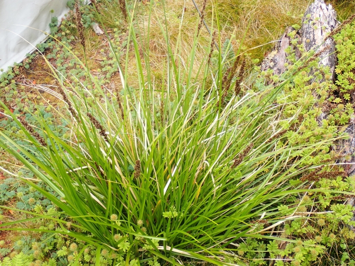 Carex appressa image