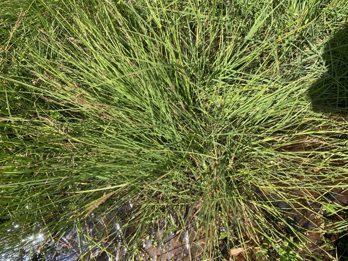 Carex aquatilis image