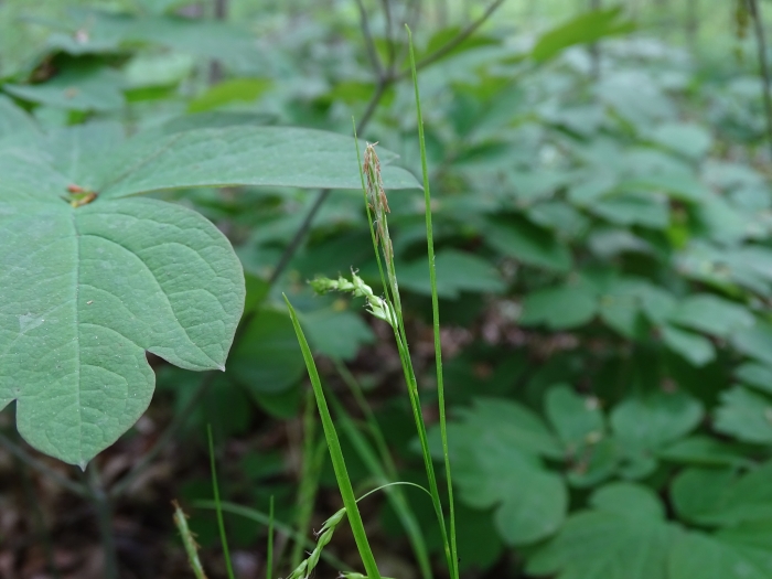 Carex arctata image