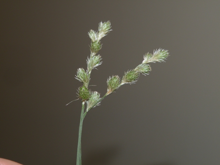 Carex argyrantha image