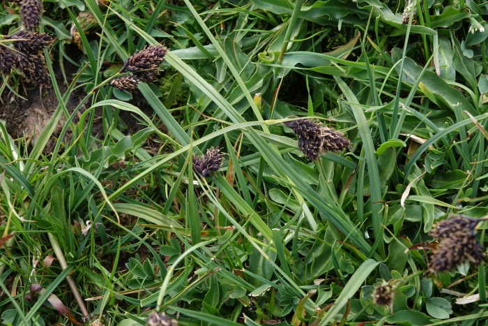 Carex aterrima image