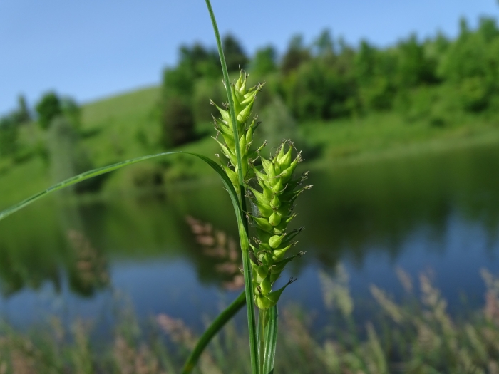 Carex atherodes image