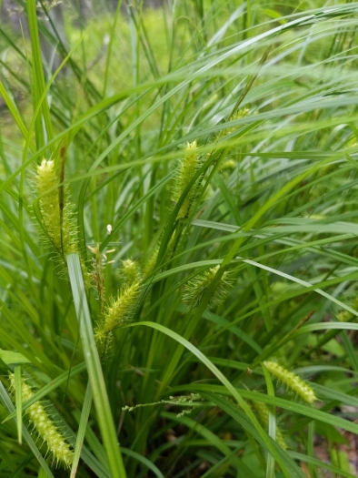 Carex baileyi image