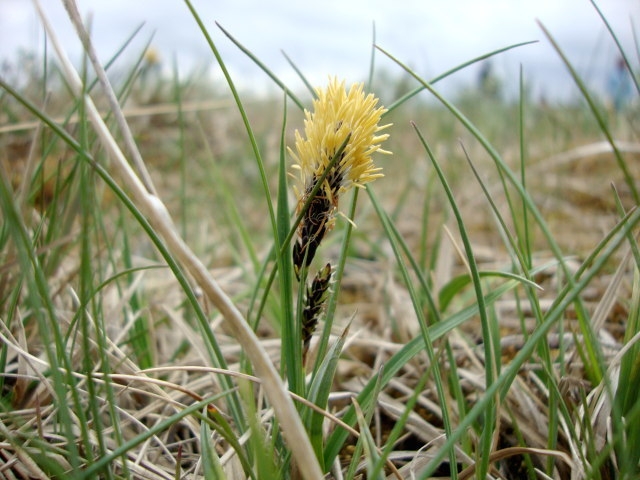 Carex bigelowii image