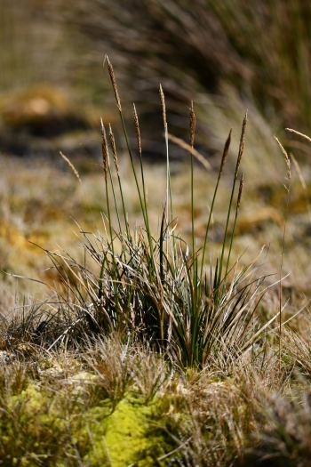 Carex brevicaulis image
